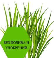 Круглый год зелёная